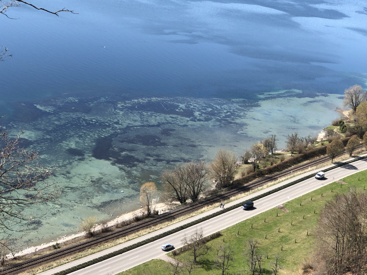 Korallenriff am Bodensee ?